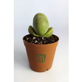 Pleiospilos Nelii Özel Tür Kaktus Çiçek Açan Kaktüs 5.5 cm Saksıda