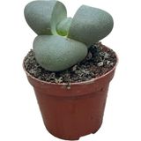 Pleiospilos Nelii (Taş Kaktüs)