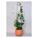 plot plant lovers of turkey 65 cm Metal Bitki Desteği Siyah Kancalı İğne Model Sarmaşık Büyük Yapraklı Bitkiler İçin