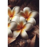 Plumeria Blossom Journal: Elegant 120-Page Lined Notebook for Reflection and Inspiration
