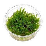 Pogostemon Helferi In Vitro Cup Canlı Bitki