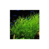 Pogostemon Octopus Saksı Canlı Bitki TR-P287