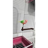 polat pet Oyuncak Kuşlu Tünek 10 cm