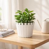 Poliva Home Akasya Pastel Saksı 1 Litre 14 cm Plastik Drenaj Izgaralı Çiçek Saksısı Katüs Skulent Saksı - Beyaz