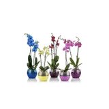 Poliwork 1 adet Saksı Buule Orkide Saksısı Drenajlı 2 Lt PEMBE RENK GENİŞLİK 17 CM YÜKSEKLİK 15 CM