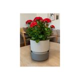 Poliwork 2 Litre Ixora 15 Plastik Saksı Tabaklı Dekoratif Çiçek Saksısı Modern Bitki Saksısı Ev Ofis Balkon Gri