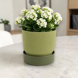 Poliwork 2 Litre Plastik Saksı Ixora 15 Tabaklı Dekoratif Çiçek Saksısı Modern Bitki Saksısı Ev Ofis Balkon yeşil