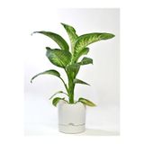 Poliwork Begonya Saksı 5 Lt Beyaz Ağız Çapı 21 Cm Yükseklik 20,5 Cm