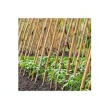 POLYBOTUM Bambu Bitki Destek Çubuğu 100 cm 10'lu | Saksı, Bahçe, Sarmaşık ve Çiçekler İçin Doğal Destek