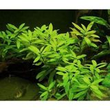 Polysperma Ceylon Zeytin Saksı- Canlı Bitki