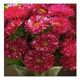 Pompon Fire Beacon Aster Çiçeği Tohumu(50 Tohum)