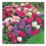Pompon Hi-no-maru Aster Çiçeği Tohumu(50 Tohum)