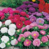 Pompon Salmon Red Aster Çiçeği Tohumu(50 Tohum)