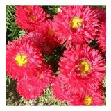 Ponpon Kırmızı Aster Çiçeği Tohumu(50 tohum)