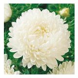 Ponpon White Aster Çiçeği Tohumu(20 tohum)