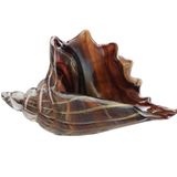 Porland Deniz Kabuğu 25x9x14 cm Amber Cam Biblo