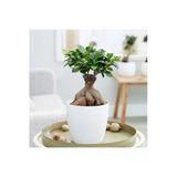 Porselen Saksıda Bonsai Ficus