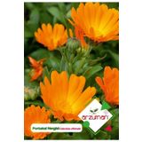 Portakal Nergisi - Aynı Sefa (calendula Officinalis) Çiçek Tohumu 30 Adet