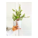 Portulacaria Afra / Para Ağacı Toprak Saksı