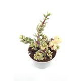 Portulacaria Afra Sukulent - 8.5 Cm Saksı