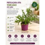 Portulacaria Afra Yeşim Ağacı Fil Azığı Çok Dallı Canlı Bitki