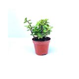 Portulacarya Para Çiçeği Sukulent, 8,5 cm Saksıda