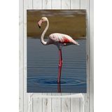 Postermanya Flamingo Hayvan 80x115 cm Poster