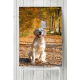 Postermanya Golden Retriever Hayvan 80x115 cm Poster