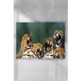 Postermanya Gülen Leoparlar Eğlenceli Mizahi 70x100 cm Poster