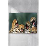 Postermanya Gülen Leoparlar Eğlenceli Mizahi 80x115 cm Poster