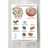 Postermanya Hücre Eğitim 80x115 cm Poster