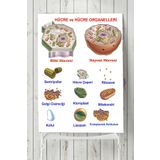 Postermanya Hücre Eğitim 90x130 cm Poster