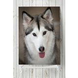 Postermanya Husky Hayvan 40x60 cm Poster