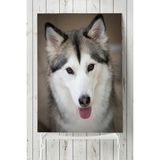 Postermanya Husky Hayvan 50x70 cm Poster