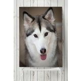 Postermanya Husky Hayvan 60x90 cm Poster