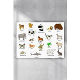 Postermanya Ingilizce Hayvanlar Eğitim 70x100 cm Poster