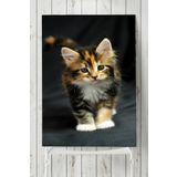Postermanya Kedi Hayvan 2 40x60 cm Poster