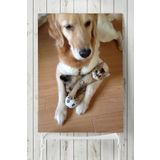 Postermanya Kedi Köpek Hayvan 50x70 cm Poster