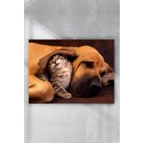 Postermanya Kedi Ve Köpek Eğlenceli Mizahi 80x115 cm Poster