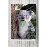 Postermanya Koala Hayvan 50x70 cm Poster