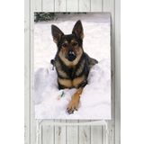 Postermanya Kurt Köpeği Hayvan 80x115 cm Poster