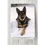 Postermanya Kurt Köpeği Hayvan 90x130 cm Poster