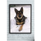 Postermanya (pster11848) Kurt Köpeği Hayvan Çerçeveli Tablo (30 X 40cm)