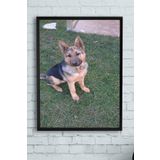 Postermanya (pster11854) Kurt Köpeği Hayvan Çerçeveli Tablo 2 (50x70cm)