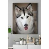 Postermanya (pster16252) Husky Hayvan Kanvas Tablo 21 x 30