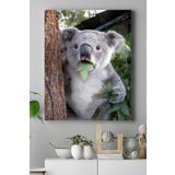 Postermanya (pster16678) Koala Hayvan Kanvas Tablo 40 x 60