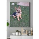 Postermanya (pster16780) Kurt Köpeği Hayvan Kanvas Tablo 2 21 x 30