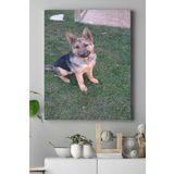 Postermanya (pster16781) Kurt Köpeği Hayvan Kanvas Tablo 2 50 x 70