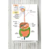 Postermanya Sindirim Sistemi Eğitim 70x100 cm Poster