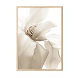 Postifull Beige Magnolia Yılbaşı Tablo, Ahşap Çerçeve Ve Poster, Duvar Tablosu Comfort Serisi No:108414;50 X 70 Ahşap Çerçeveli